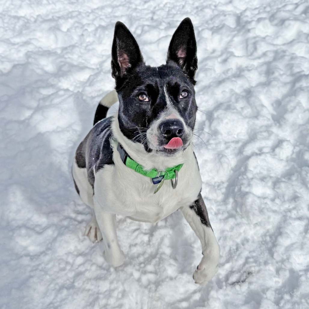 Lelo, an adoptable Mixed Breed in Hailey, ID, 83333 | Photo Image 3