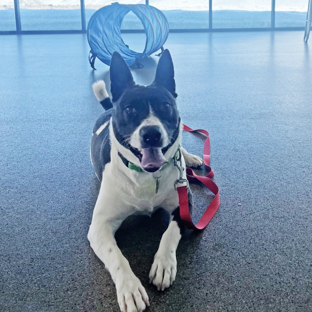 Lelo, an adoptable Mixed Breed in Hailey, ID, 83333 | Photo Image 4