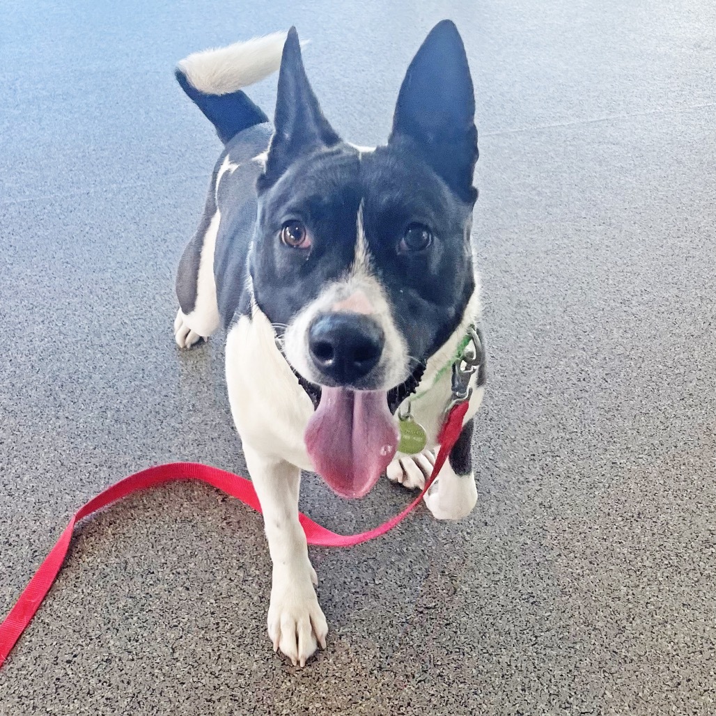 Lelo, an adoptable Mixed Breed in Hailey, ID, 83333 | Photo Image 5