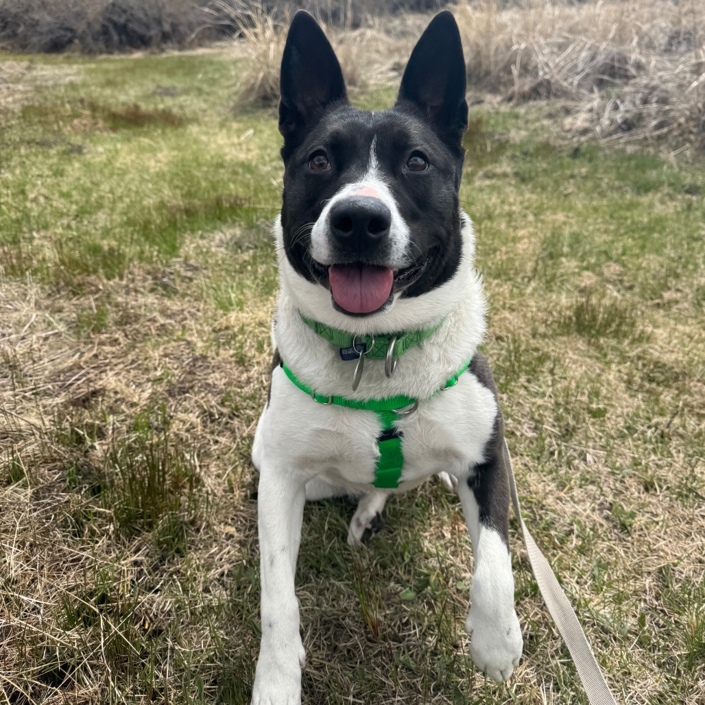 Lelo, an adoptable Mixed Breed in Hailey, ID, 83333 | Photo Image 6