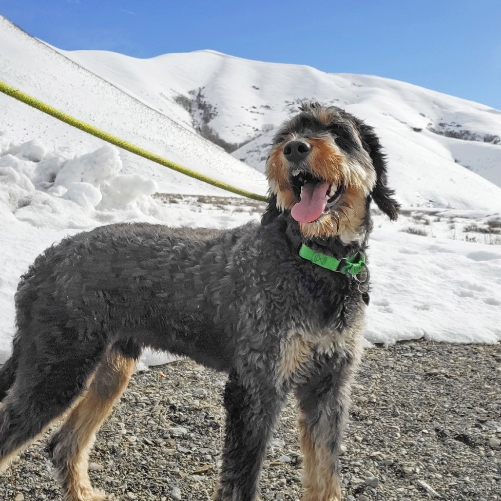 Max, an adoptable Mixed Breed in Hailey, ID, 83333 | Photo Image 1