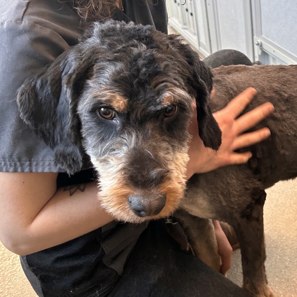 Max, an adoptable Mixed Breed in Hailey, ID, 83333 | Photo Image 2