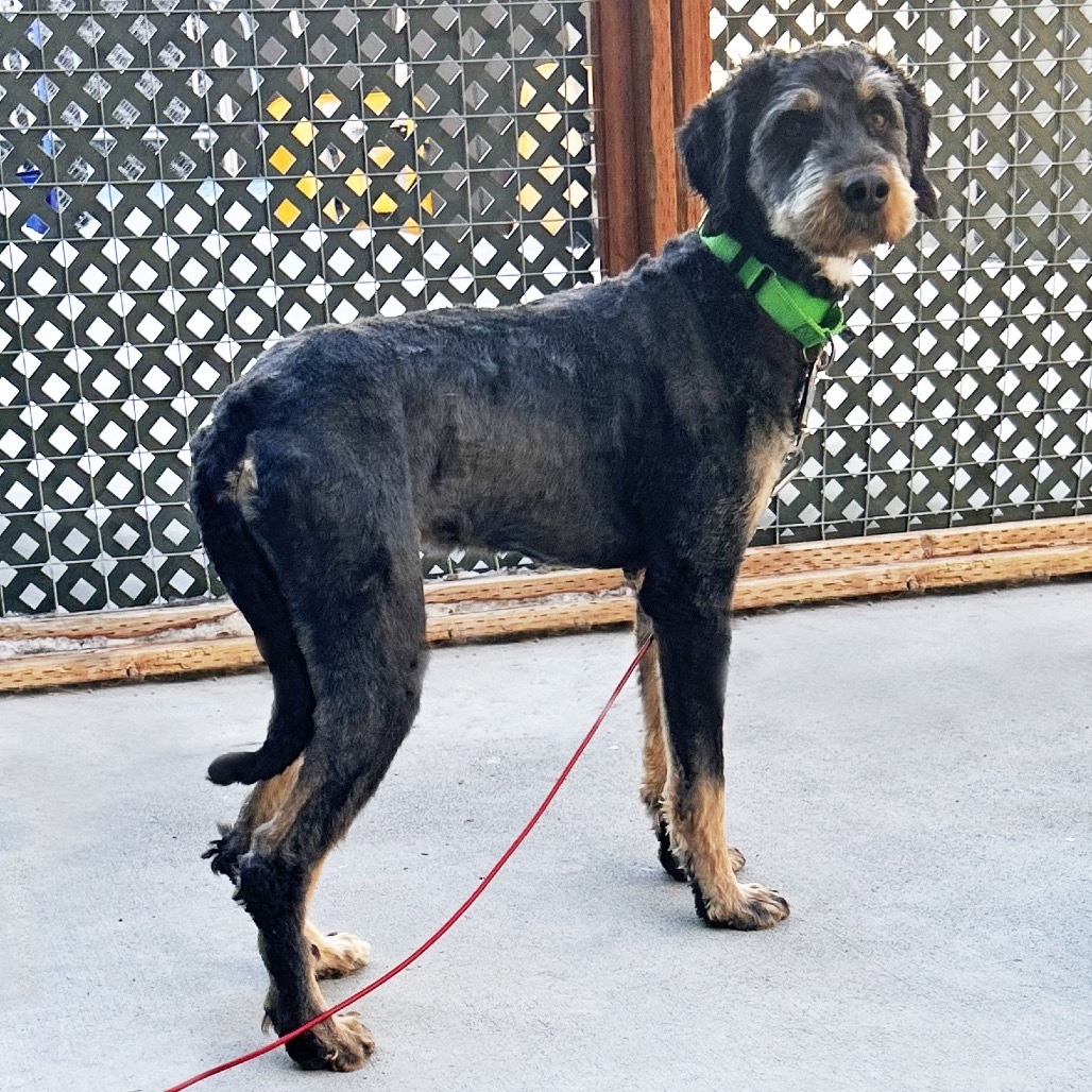 Max, an adoptable Mixed Breed in Hailey, ID, 83333 | Photo Image 3