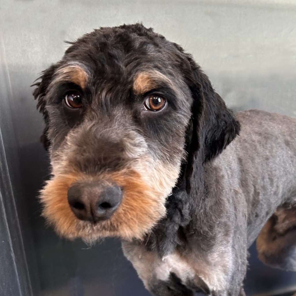 Max, an adoptable Mixed Breed in Hailey, ID, 83333 | Photo Image 4