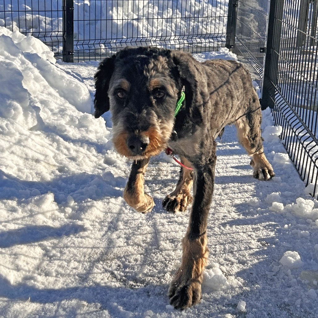 Max, an adoptable Mixed Breed in Hailey, ID, 83333 | Photo Image 5