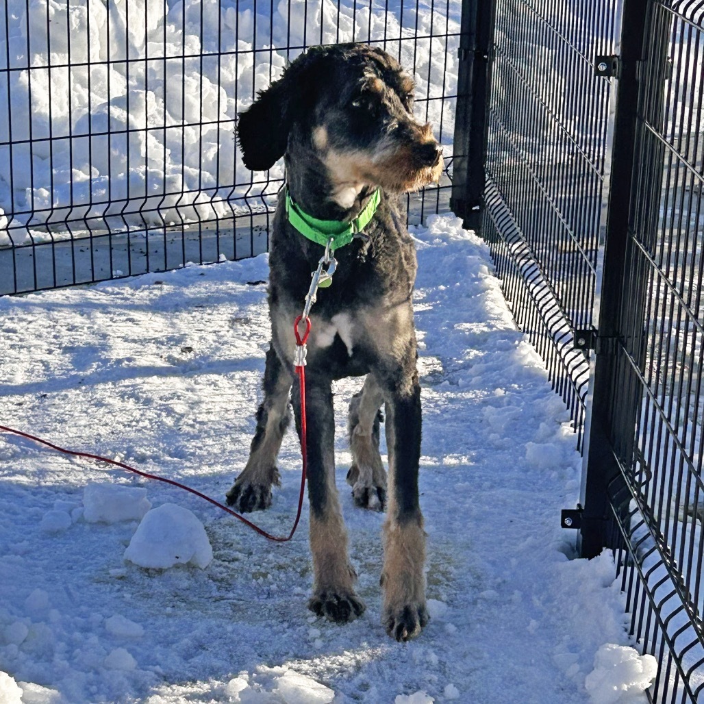 Max, an adoptable Mixed Breed in Hailey, ID, 83333 | Photo Image 6