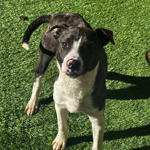 Dip, an adoptable Pit Bull Terrier, Catahoula Leopard Dog in Coos Bay, OR, 97420 | Photo Image 2