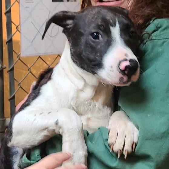 Dip, an adoptable Pit Bull Terrier, Catahoula Leopard Dog in Coos Bay, OR, 97420 | Photo Image 3