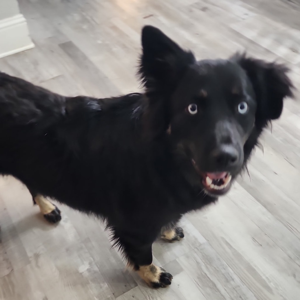 Bear, an adoptable Border Collie, Australian Shepherd in Cashmere, WA, 98815 | Photo Image 3