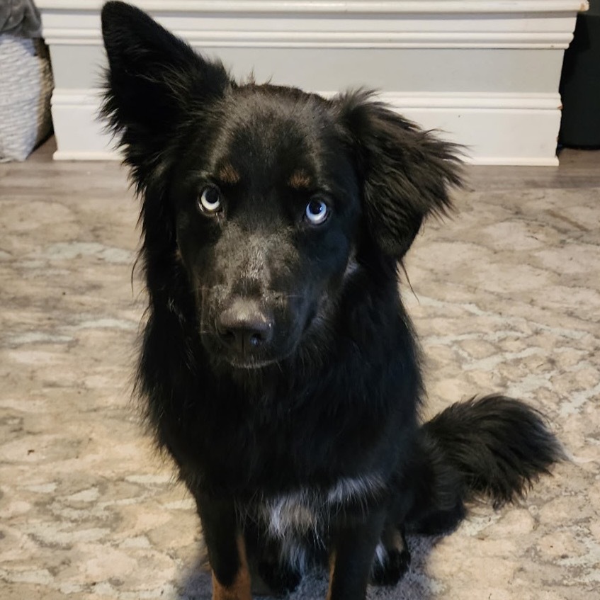 Bear, an adoptable Border Collie, Australian Shepherd in Cashmere, WA, 98815 | Photo Image 4