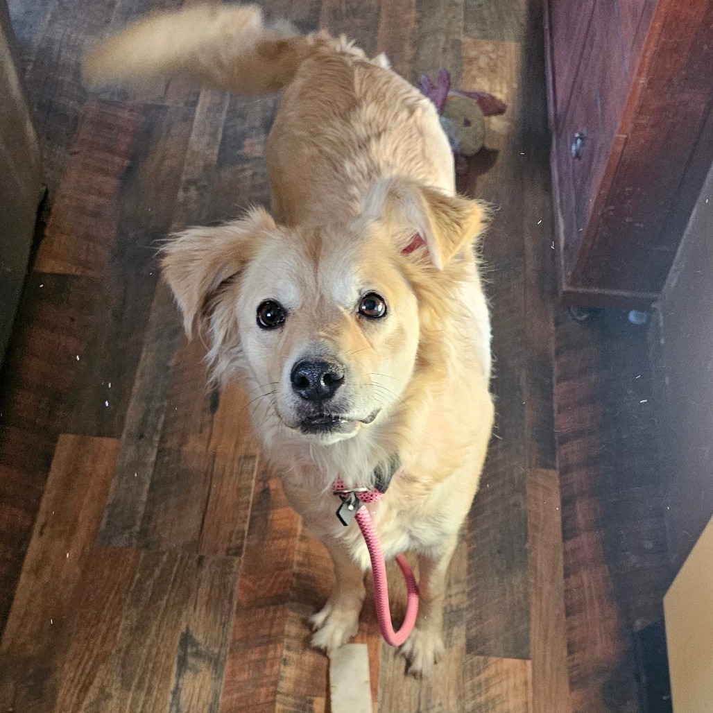 Stormy, an adoptable Golden Retriever, Spitz in Goltry, OK, 73739 | Photo Image 1