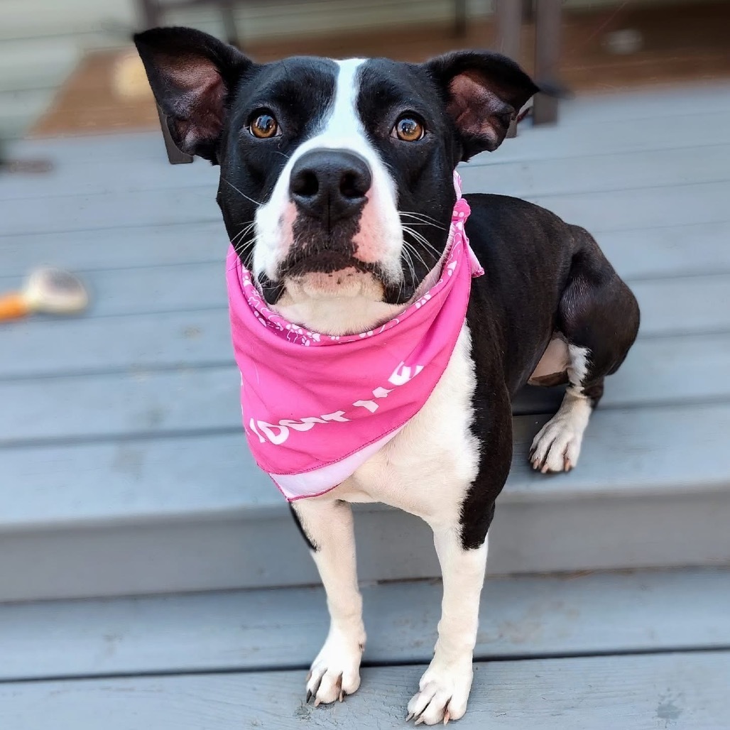 Izzy, an adoptable American Staffordshire Terrier in Lake George, MN, 56458 | Photo Image 1