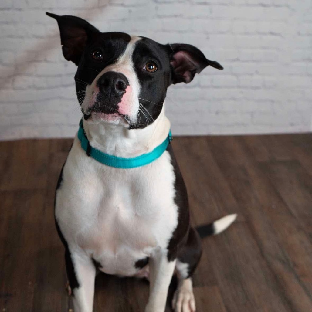 Izzy, an adoptable American Staffordshire Terrier in Lake George, MN, 56458 | Photo Image 2