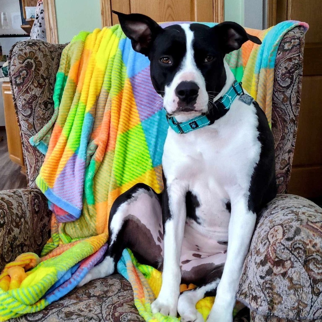 Izzy, an adoptable American Staffordshire Terrier in Lake George, MN, 56458 | Photo Image 3