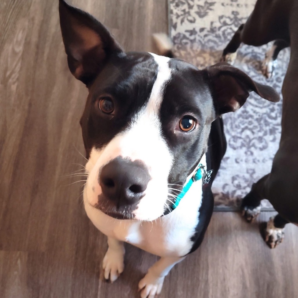 Izzy, an adoptable American Staffordshire Terrier in Lake George, MN, 56458 | Photo Image 4