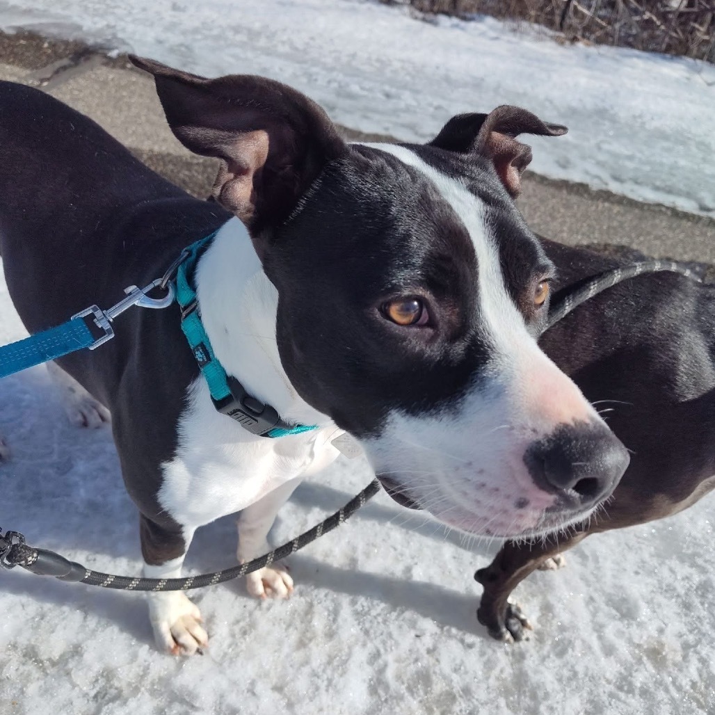 Izzy, an adoptable American Staffordshire Terrier in Lake George, MN, 56458 | Photo Image 5