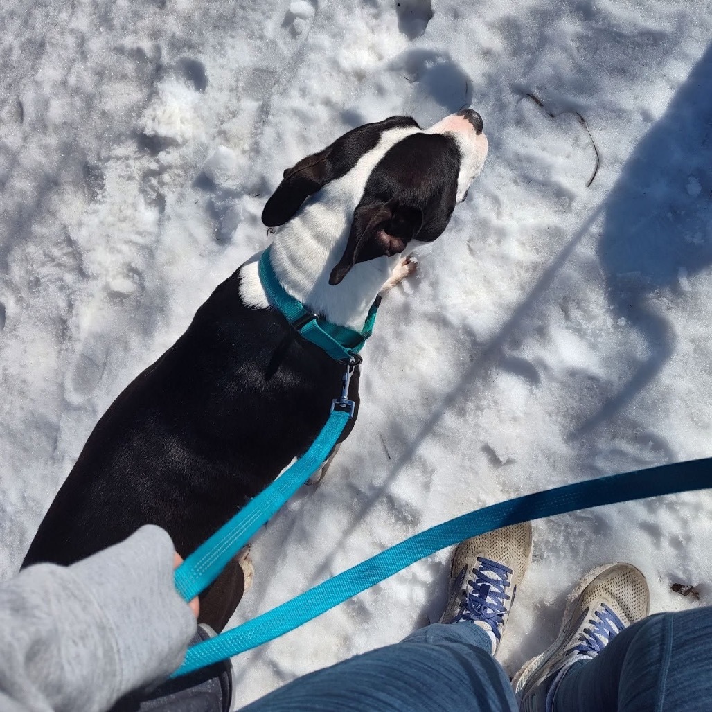 Izzy, an adoptable American Staffordshire Terrier in Lake George, MN, 56458 | Photo Image 6