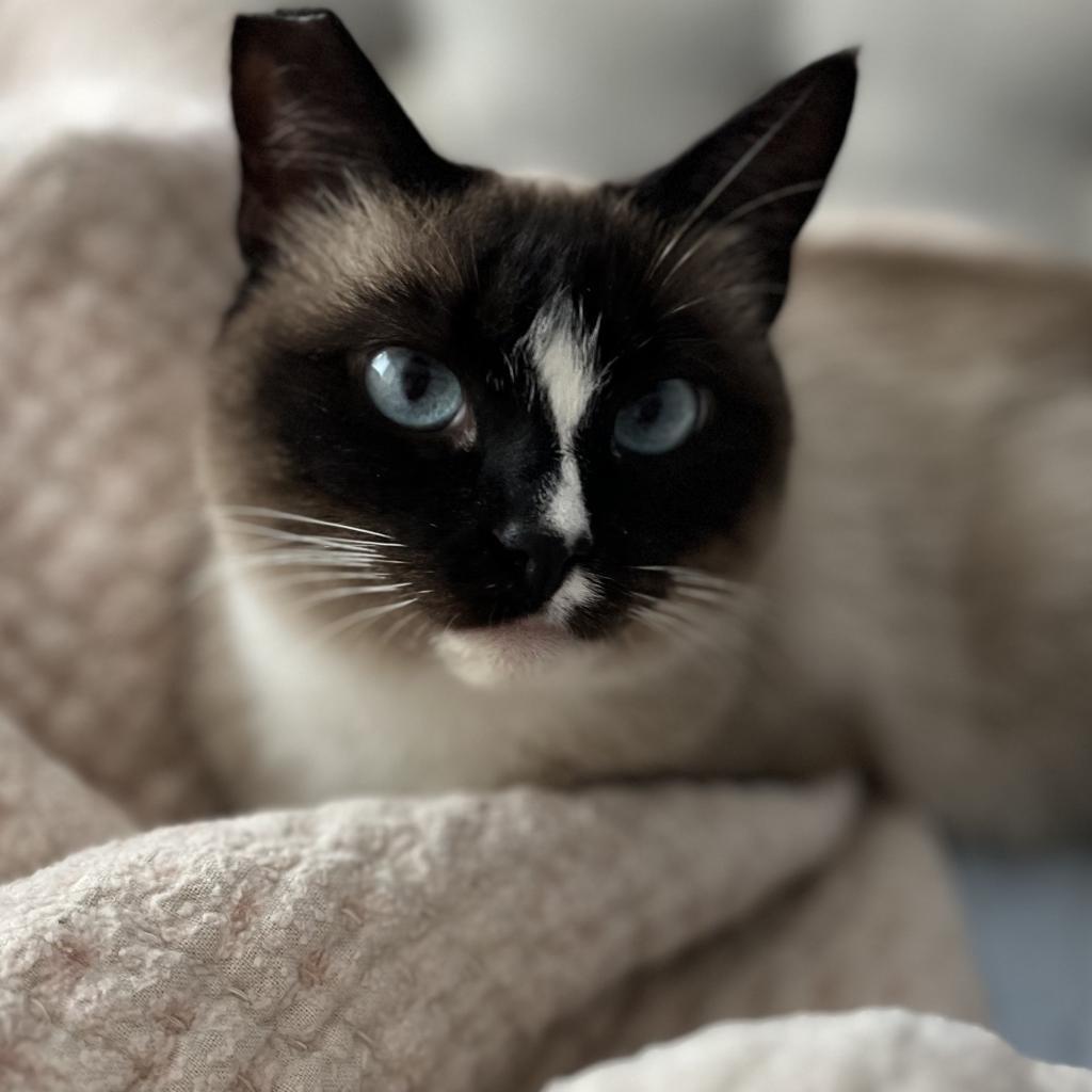 Emerald, an adoptable Siamese, Snowshoe in San Diego, CA, 92108 | Photo Image 1