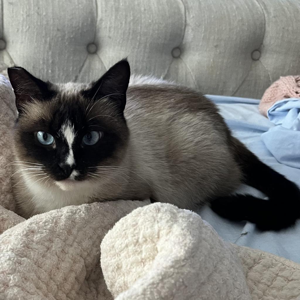 Emerald, an adoptable Siamese, Snowshoe in San Diego, CA, 92108 | Photo Image 2