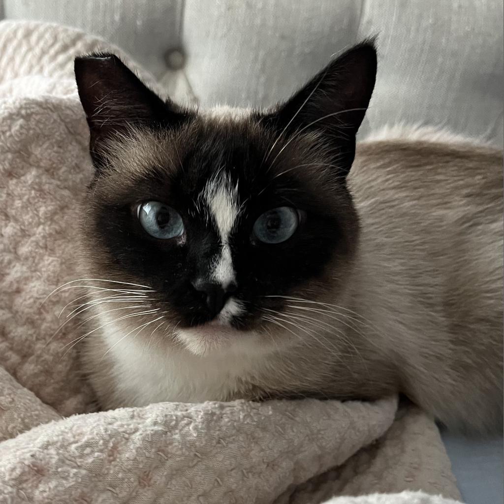 Emerald, an adoptable Siamese, Snowshoe in San Diego, CA, 92108 | Photo Image 3