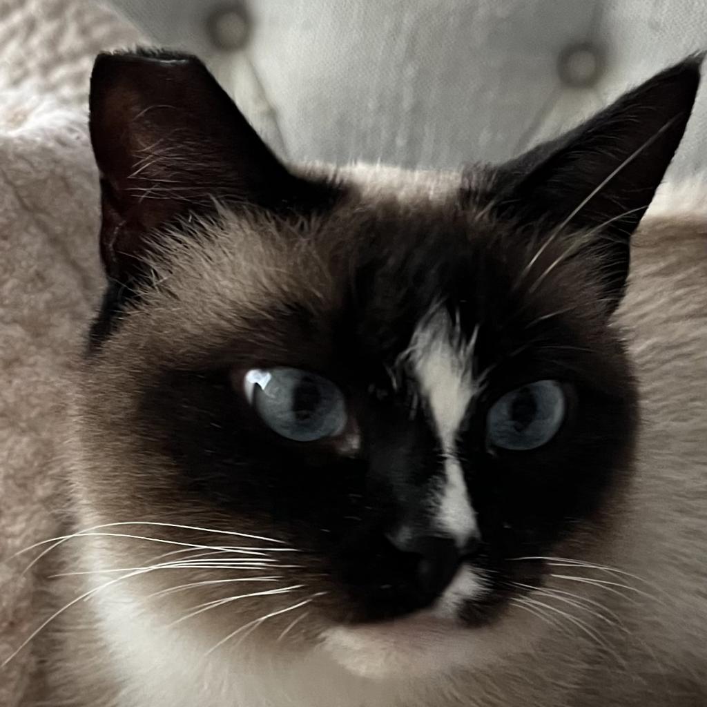 Emerald, an adoptable Siamese, Snowshoe in San Diego, CA, 92108 | Photo Image 4