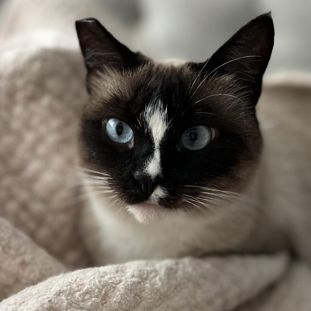 Emerald, an adoptable Siamese, Snowshoe in San Diego, CA, 92108 | Photo Image 5