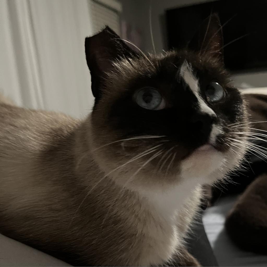Emerald, an adoptable Siamese, Snowshoe in San Diego, CA, 92108 | Photo Image 6