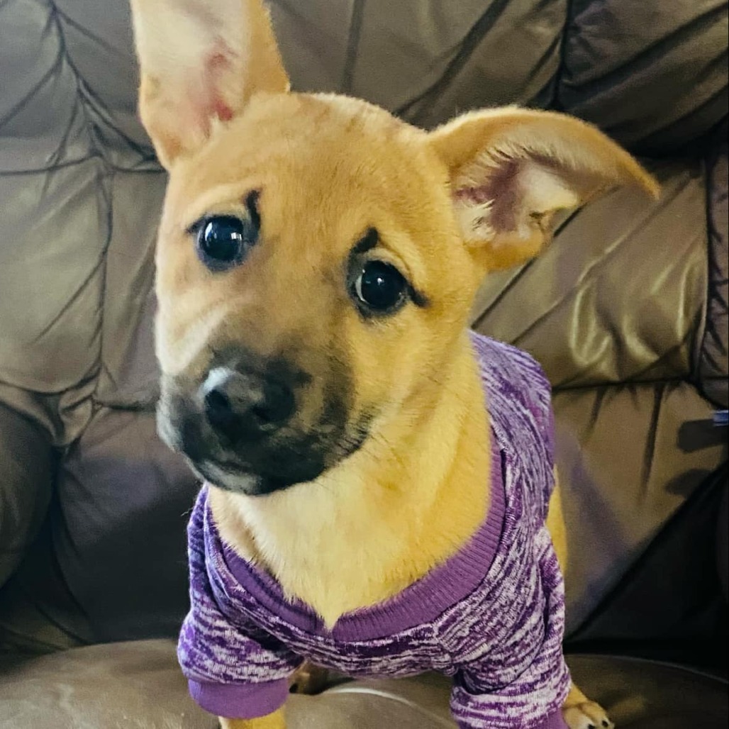 Bluey, an adoptable Mixed Breed in Sioux Falls, SD, 57106 | Photo Image 2