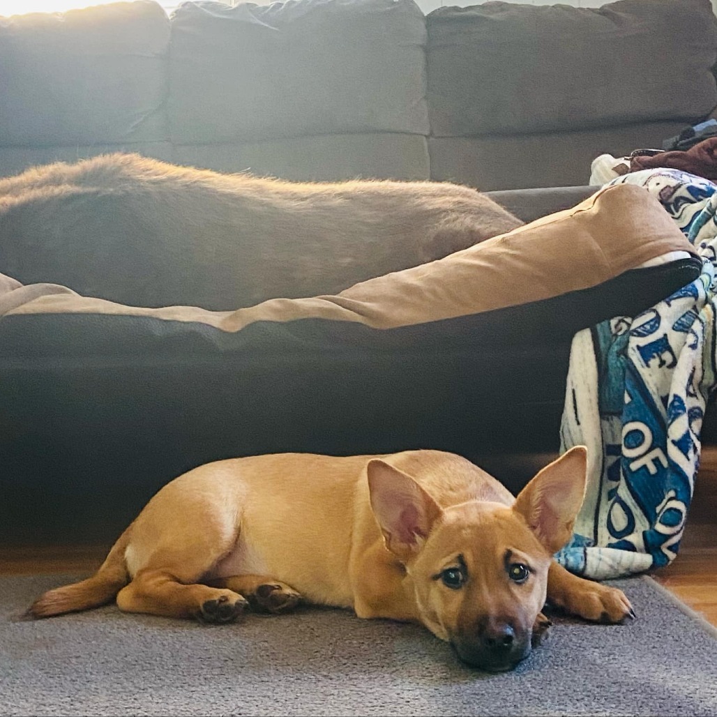 Bluey, an adoptable Mixed Breed in Sioux Falls, SD, 57106 | Photo Image 3