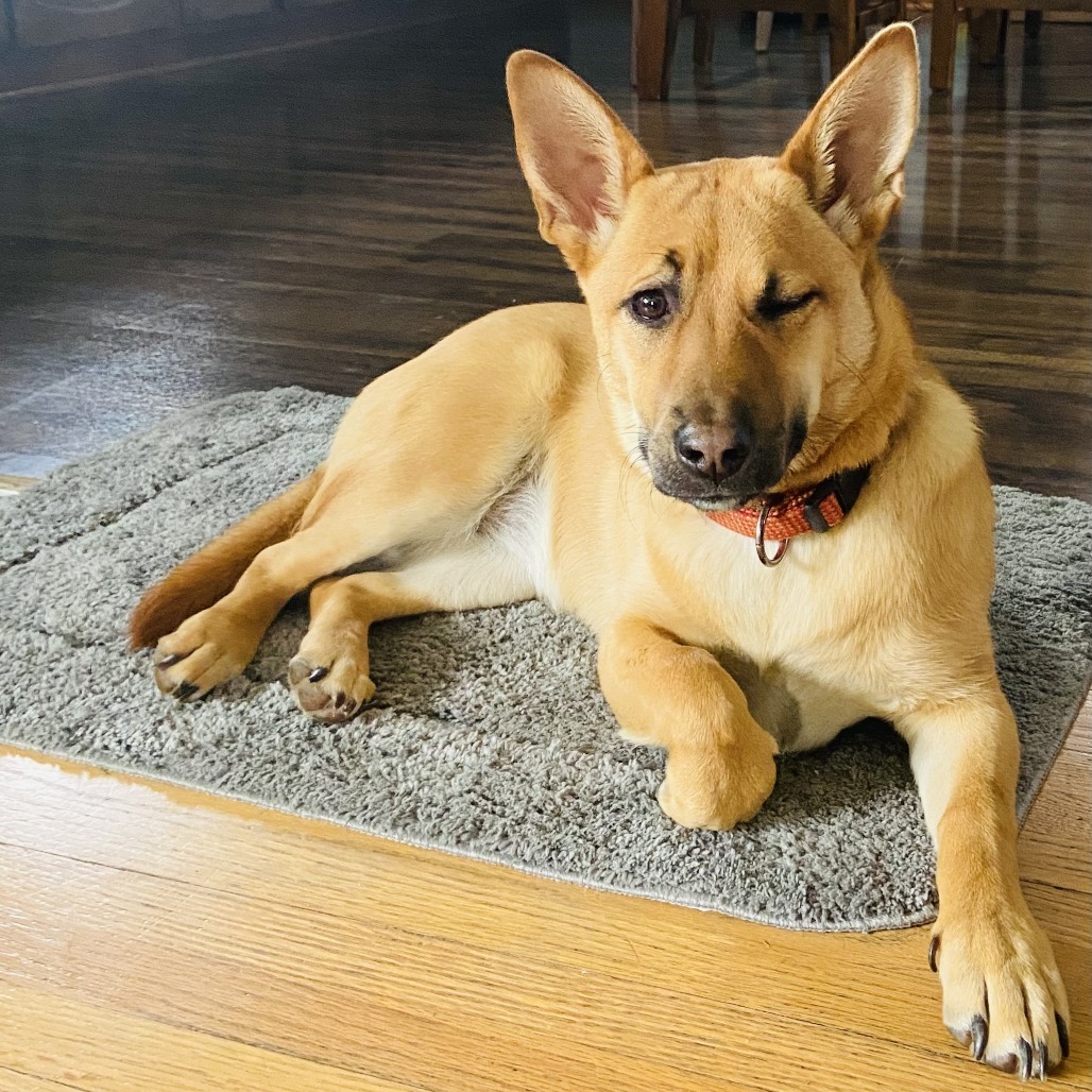 Bluey, an adoptable Mixed Breed in Sioux Falls, SD, 57106 | Photo Image 6