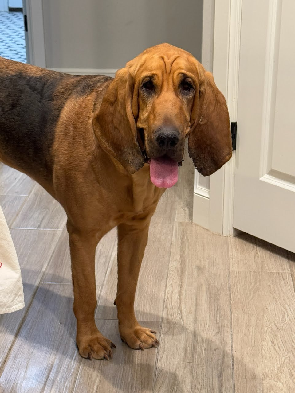 Pearl, an adoptable Bloodhound in TULSA, OK, 74115 | Photo Image 1