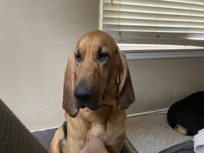 Pearl, an adoptable Bloodhound in TULSA, OK, 74115 | Photo Image 2