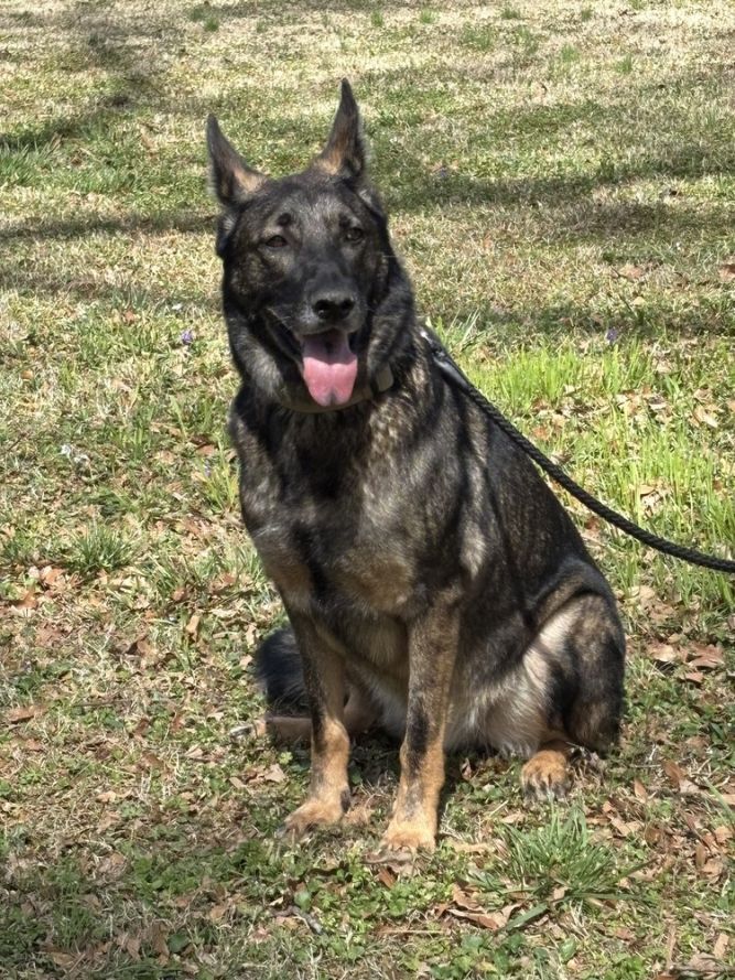 Duke 2