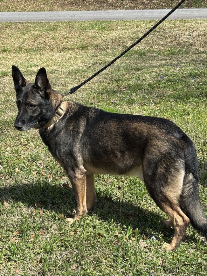 Duke 2 2