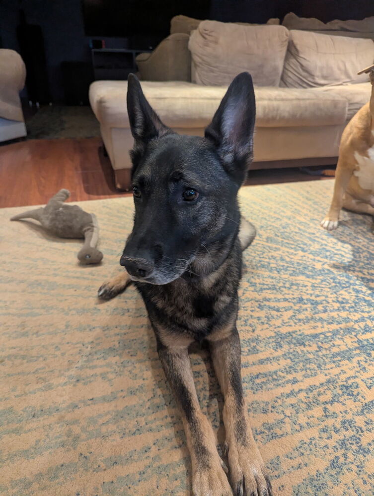 Duke 2
