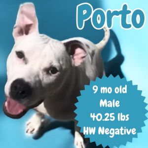Porto