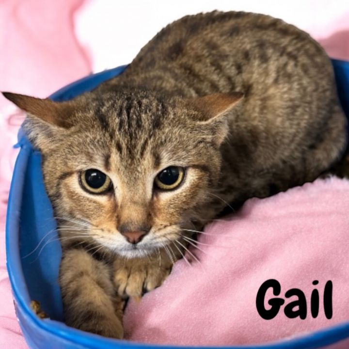 Gail 1