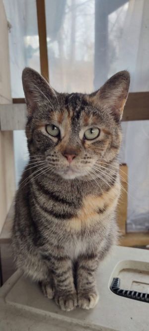 Sally, Adult Female Domestic Short Hair