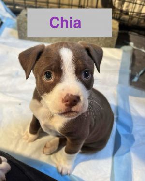 Chia