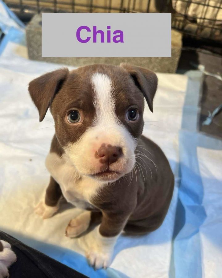 Chia 1