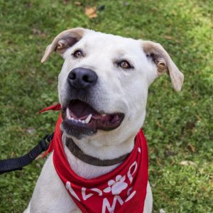 Bruce (In Foster), Adult Male unknown