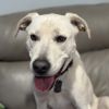 Bruce (In Foster) photo 6