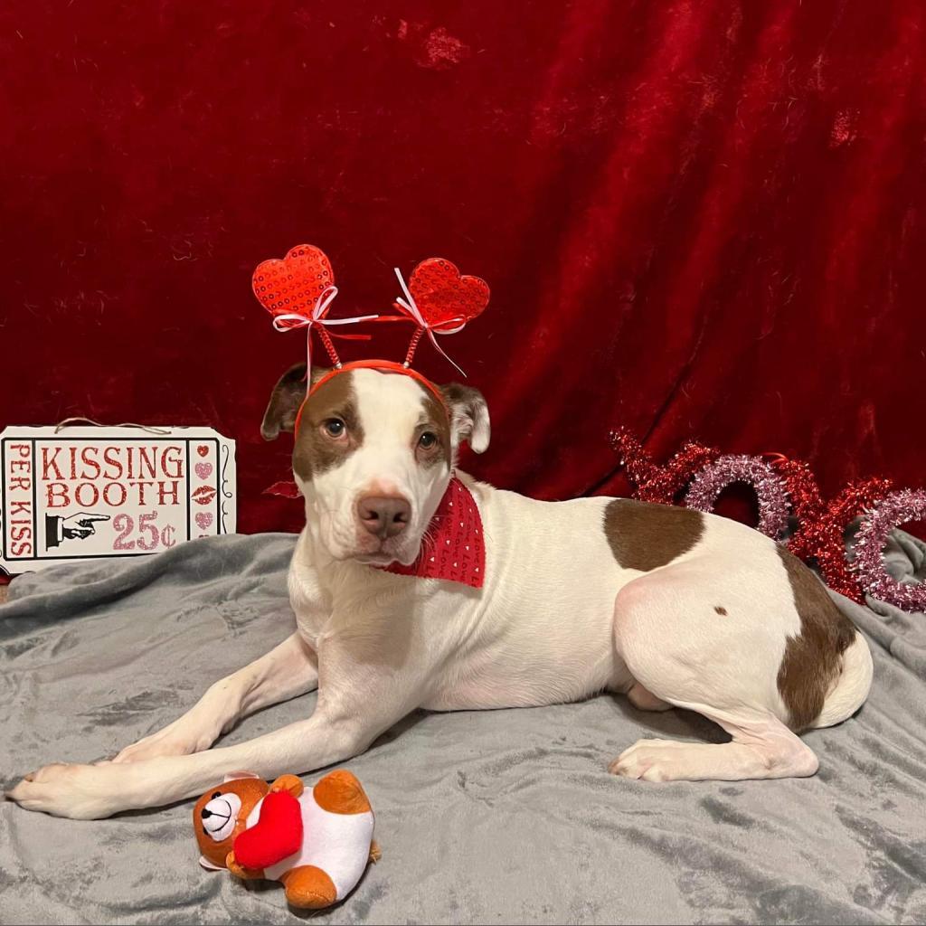Hank, an adoptable Mixed Breed in Glenfield, NY, 13343 | Photo Image 1