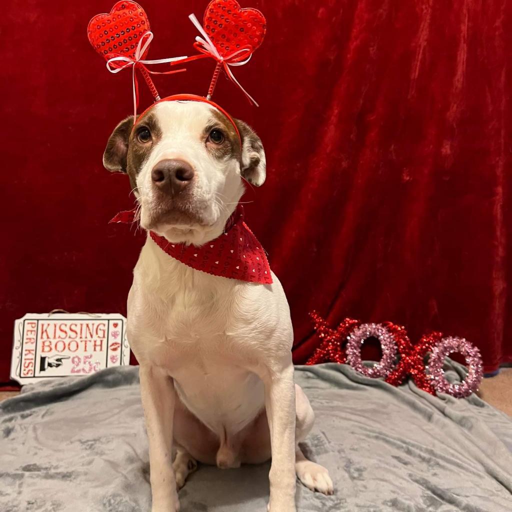 Hank, an adoptable Mixed Breed in Glenfield, NY, 13343 | Photo Image 3
