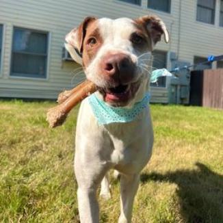 Hank, an adoptable Mixed Breed in Glenfield, NY, 13343 | Photo Image 4