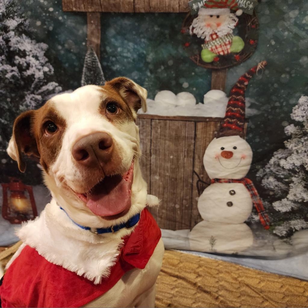 Hank, an adoptable Mixed Breed in Glenfield, NY, 13343 | Photo Image 5
