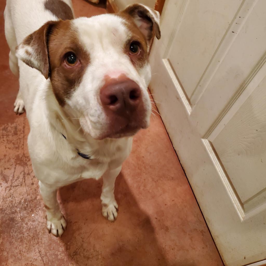 Hank
