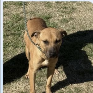 Rupee, Adult Male Black Mouth Cur
