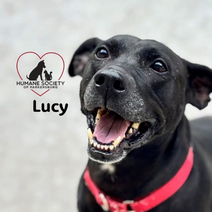 Lucy 1
