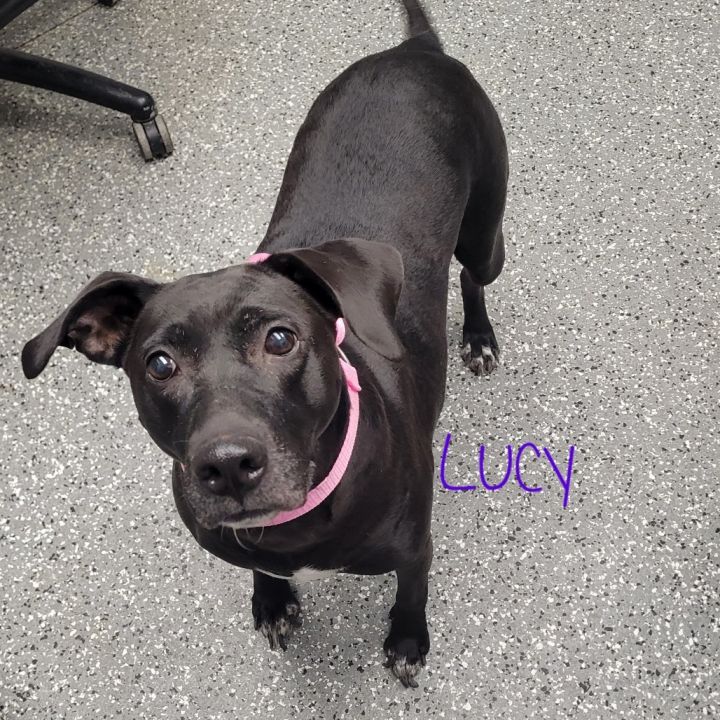 Lucy 2